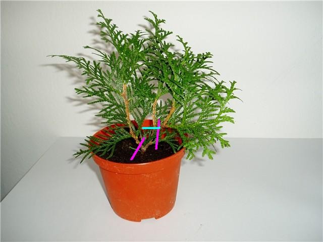 Thuja-reznice